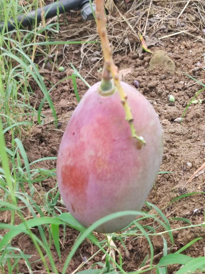 Anatolika Stamatis Paradise Dempla Екстер'єр фото