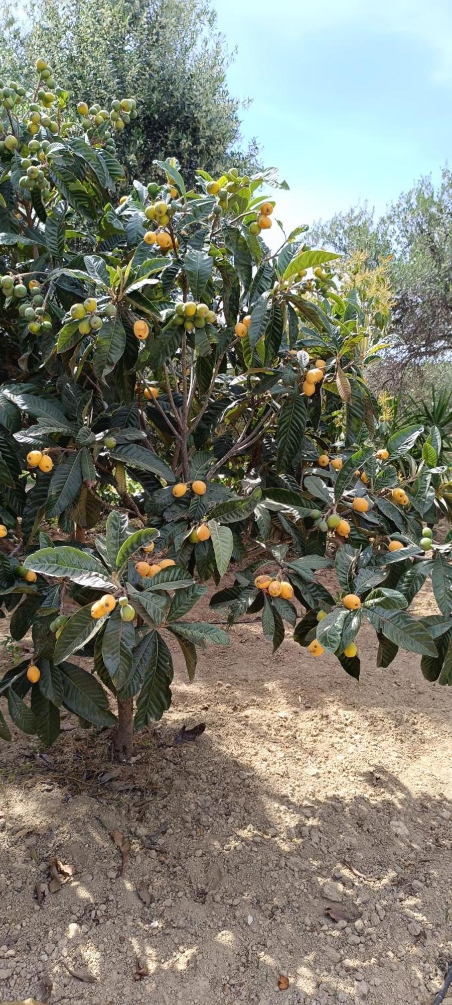 Anatolika Stamatis Paradise Dempla Екстер'єр фото